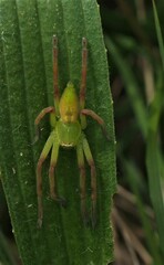 Neosparassus patellatus