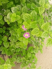 Asystasia gangetica