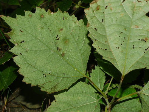 Image of Boehmeria japonica by (c) Jacy Chen, some rights reserved (CC BY)
