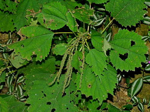 Boehmeria japonica (Boehmeria japonica)