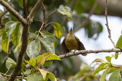 Nectarinia kilimensis