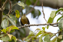 Nectarinia kilimensis