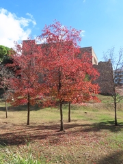Liquidambar
