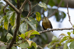 Nectarinia kilimensis