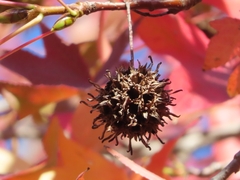 Liquidambar