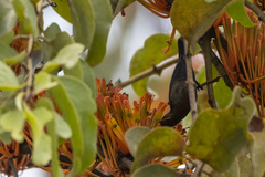 Nectarinia kilimensis