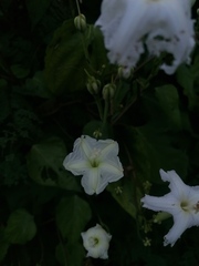 Ipomoea macdonaldii