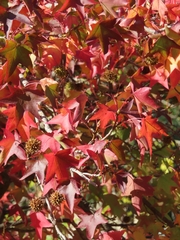 Liquidambar