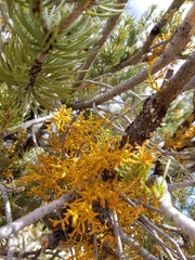 Arceuthobium divaricatum