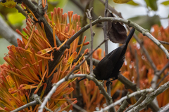 Nectarinia kilimensis
