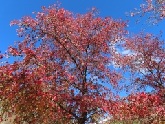 Liquidambar
