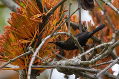 Nectarinia kilimensis