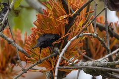 Nectarinia kilimensis