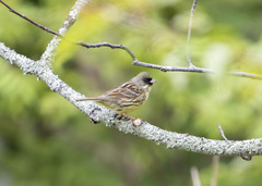 Emberiza personata