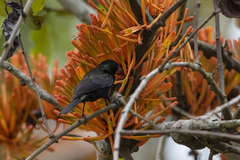Nectarinia kilimensis