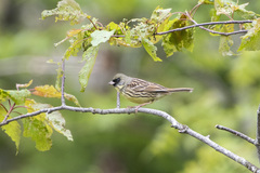Emberiza personata