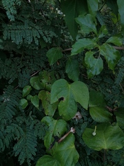 Ipomoea macdonaldii