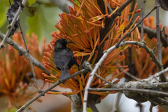 Nectarinia kilimensis