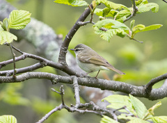 Phylloscopus borealoides