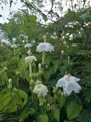 Ipomoea macdonaldii