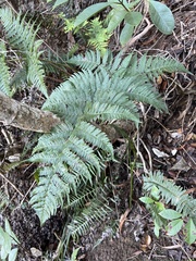 Dryopteris sandwicensis