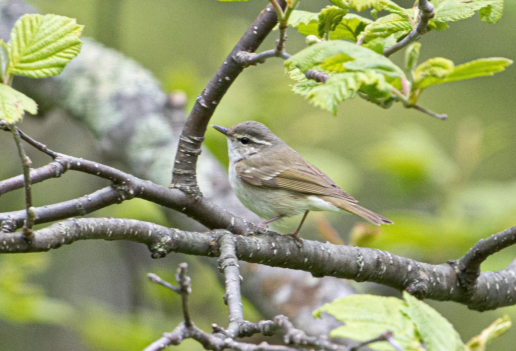 Sakhalin Leaf Warbler
