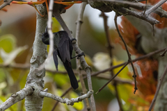 Nectarinia kilimensis