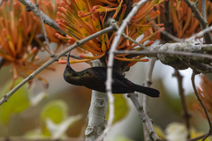 Nectarinia kilimensis
