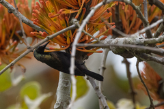 Nectarinia kilimensis