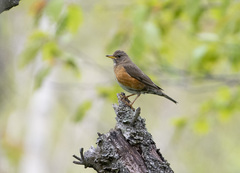 Turdus chrysolaus