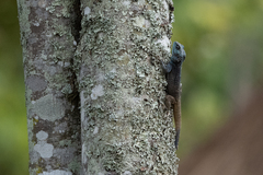 Acanthocercus ugandaensis