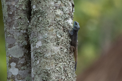 Acanthocercus ugandaensis
