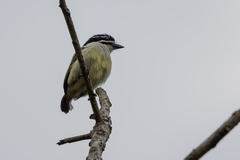 Pogoniulus bilineatus