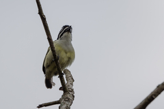 Pogoniulus bilineatus