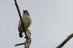 Pogoniulus bilineatus