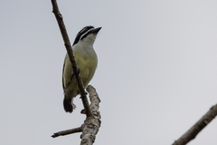 Pogoniulus bilineatus