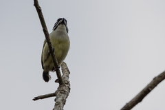 Pogoniulus bilineatus