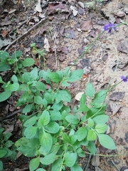 Stachytarpheta jamaicensis