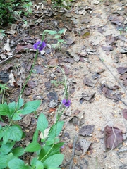 Stachytarpheta jamaicensis