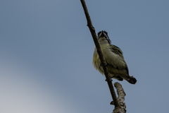 Pogoniulus bilineatus