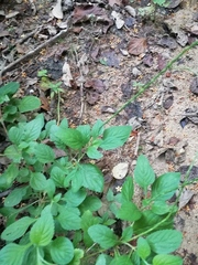 Stachytarpheta jamaicensis