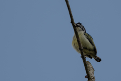 Pogoniulus bilineatus