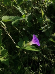 Ipomoea meyeri