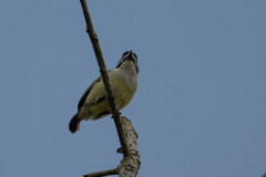 Pogoniulus bilineatus