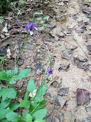 Stachytarpheta jamaicensis