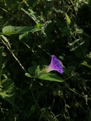 Ipomoea meyeri