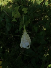 Polyclathra cucumerina