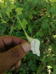 Polyclathra cucumerina
