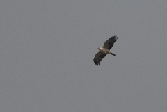 Hieraaetus wahlbergi