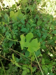 Polyclathra cucumerina